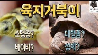 육지거북이! 대형종? 소형종?  성체&베이비 크기? 자세히 보여드릴게요~