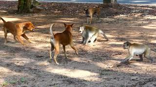 Monkeys vs dogs fight