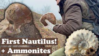 Iredescent Nautilus score while fossil hunting!