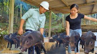 Tomorrow the pot of pig feed will burn, luckily Huy will come to help