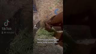 Roxy loves her hay#fypシ゚viral #fyp #horse #yummyfood