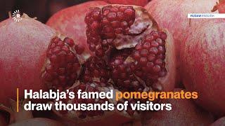 Halabja’s famed pomegranates draw thousands of visitors