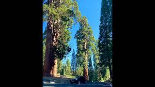 Sequoia National Park #sequoianationalpark