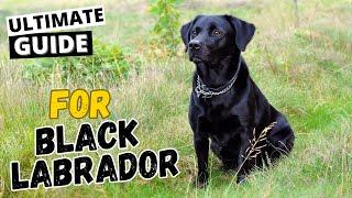 Black Labrador: Everything You Need To Know (Ultimate Guide)