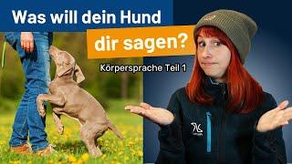 Körpersprache der Hunde - DAS will dein Hund dir sagen!