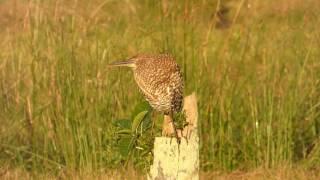 Aves Argentinas. 100 años junto a vos y la naturaleza