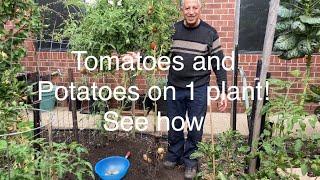 See how to grow tomatoes and potatoes on one plant.