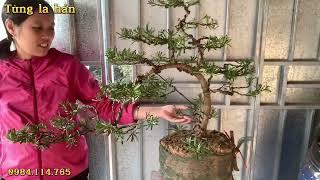 Tùng la hán Bonsai | Tùng la hán 900k/cây | Tùng la hán mini | Tùng la hán giá rẻ