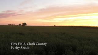 Visits a field of flax grown by Gene and Wanda Bethke of Purity Seeds | Savor Dakota