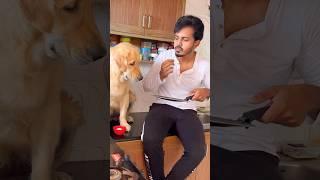 Subscribe for more video like this #goldenretriever #puppies #doglover