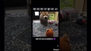 강아지 대화법 ㅎㅎ