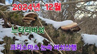 24년 크리스마스에 눈속 느타리산행 다녀왔어요!