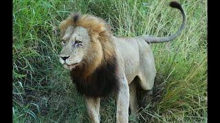 Real Life Lion King | Ndhzenga Male & Ntsevu Pride | 16 March 2024