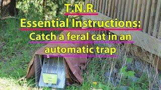 TNR Essential Instructions: Catch a feral cat in an automatic trap