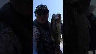 Bass Fishing / The Wacky Worm🪱