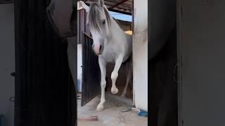 chased by a big horse