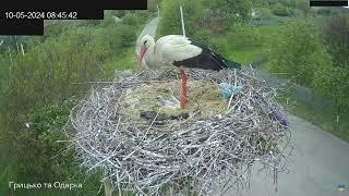 СНІДАНОК. ЛЕЛЕКА БІЛИЙ. ПИРЯТИНСЬКИЙ. УКРАЇНА 10-5-24-CHICKS. WHITE STORK. PYRYATINSKY. UKRAINE