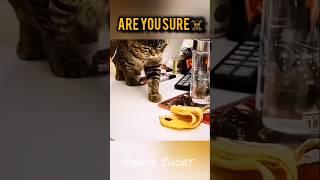 The real Sigma cat #sigmacat #sigma #sigmarule #shorts