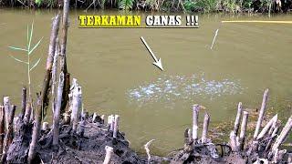 Siapa sangka seganas ini joran mancingku di tarik ikan penghuni sungai #SG-197