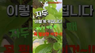 자두 이렇게 커집니다 - 커지는 시기마다 필요한 것 #자두나무 #자두