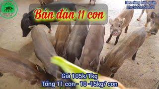 Bán Đàn 11 con Giá Mềm Ngày Mưa.