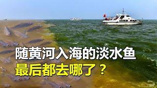 隨黃河入海的淡水魚，最后都去哪了？如何生存？