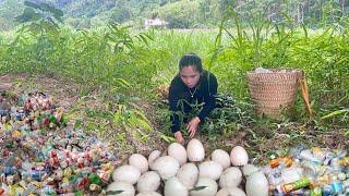 Poor girl collecting scrap metal found a nest of eggs in a garbage dump by the stream.