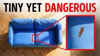 If Your Couch Stings, You’re in Danger