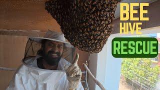 BEE HIVE AND SNAKE RESCUE #291