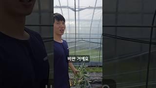 장마철 상추가 비싼 이유