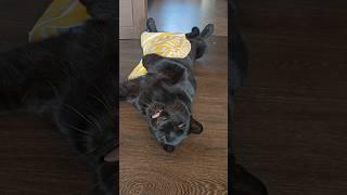 An ice towel on a hot day for a panther 