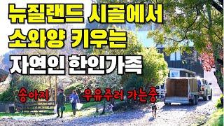 [뉴질랜드 시골가족] 양들의 습격, 뉴질랜드 대동물병원, 솥뚜껑 육개장라면