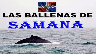 Whale watching in Samana, Dominican Republic.