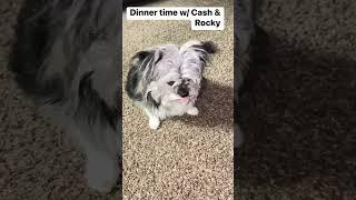 Dinner time with Cash & Rocky #furbaby #doglover #dog #furmom #smartdog