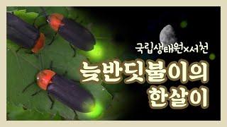 [국립생태원] 지상의 별을 마주하다_늦반딧불이의 한살이