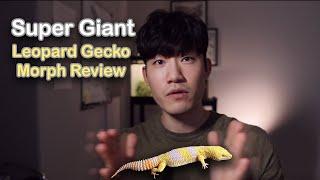 Super Giant Leopard Gecko Morph Review | GECKOPIA