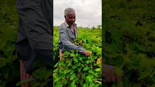 Morning Harvest: Fresh Pointed Gourds or Paraval #shorts