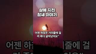 삶에 지친 참새 이야기