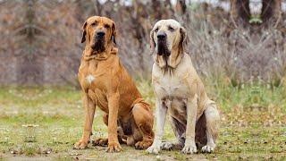 THE FILA BRASILEIRO DOG - THIEF NEED TO THINK TWICE BEFORE ENTERING INTO YOUR HOME