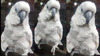 Beautiful Parrot Talking | Cute Parrot | Razi Ali Vlogs