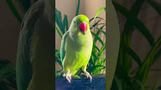 Parrot Sound #parrot #shortvideo #birds #cute #youtubeshorts #pets #talkingparrot #shorts