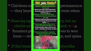 Did You Know Chickens Can Run WITHOUT a Head?! 