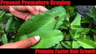 Cure Alopecia and Stop Graying with Leaf of Life