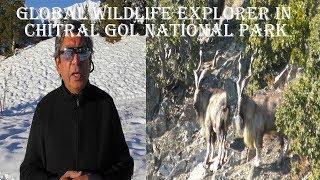 Global Wildlife Explorer in Chitral Gol National Park