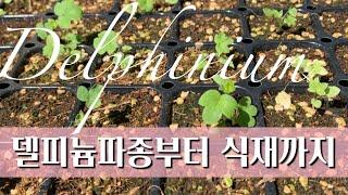 델피늄 (Pacific Giant) 발아부터 노지식재까지. 8월5일 파종 10월14일 노지식재.