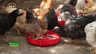 How to Farm Kienyeji Poultry in Kenya & Make Millions