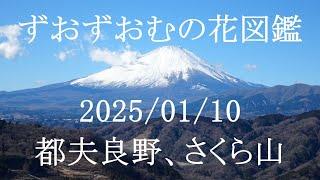 都夫良野、さくら山