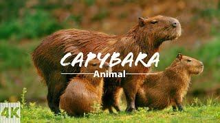 1 HOUR OF CAPYBARA VIDEOS || Video 4K || Capybara videos.