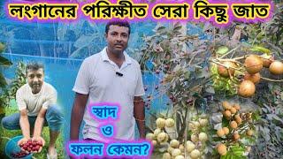 লংগানের পরিক্ষীত সেরা কিছু জাত,ফলন ও স্বাদ । best Verity longan fruit for terrace garden.