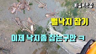 뻘낙지잡기 이제는 뻘낙지 제법 잡는다 [화성이반장]